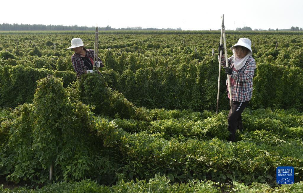 晨龙游戏官网